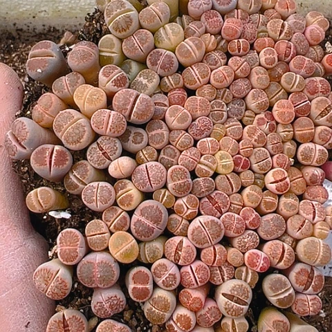 【闪购商品】?****?24844