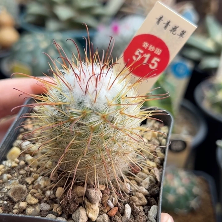 实生雪顶割刺丰明丸3.7cm