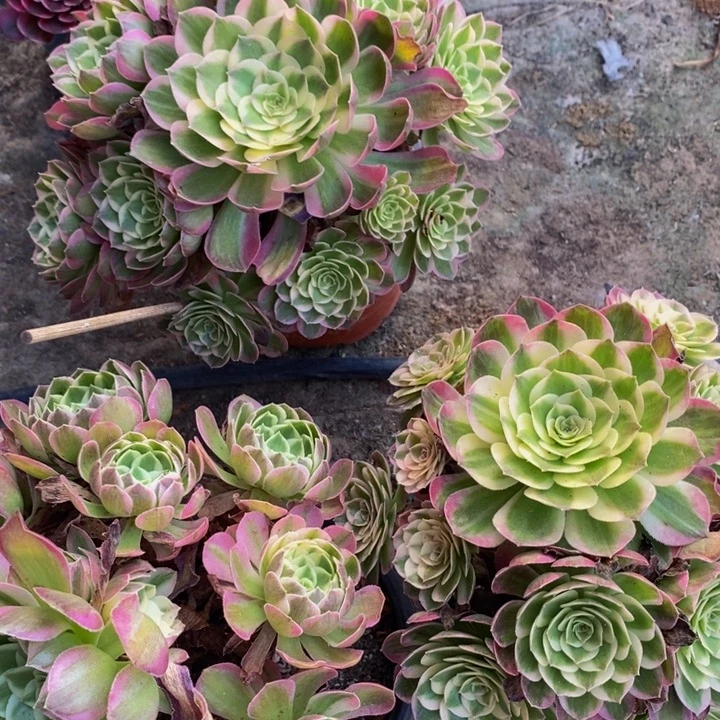 完全开放海王一颗老庄多肉植物