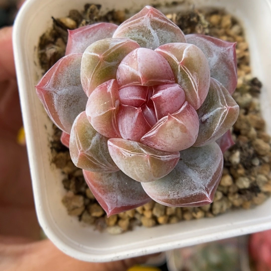 钻心珍妮925号。