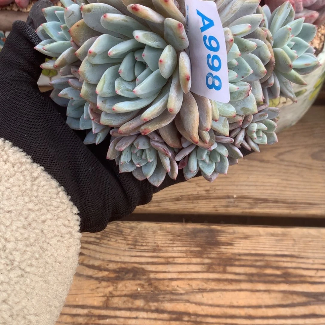 ?**?A998售后范围：签收起7天内