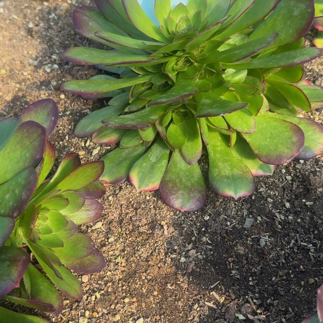 姝**麻118加119，两颗雨荷。多肉植物