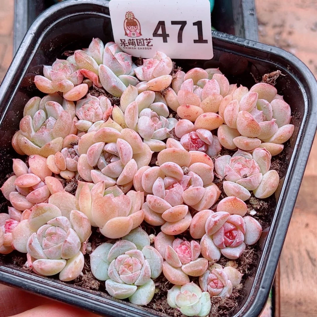 多肉植物多肉植物
