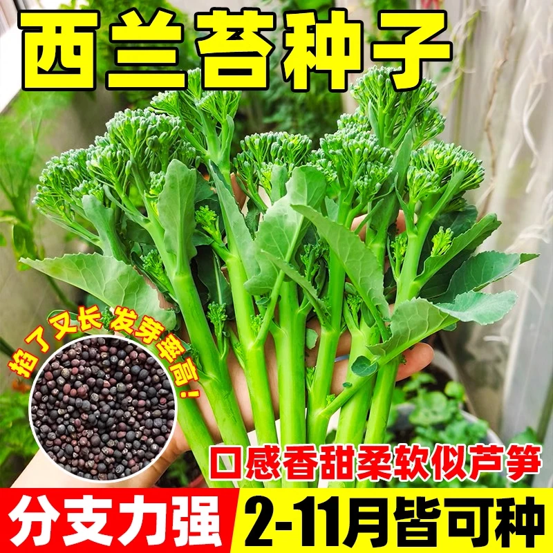 【西兰苔】正品新种西兰苔种子绿西兰苔田园庭院种植蔬菜种子