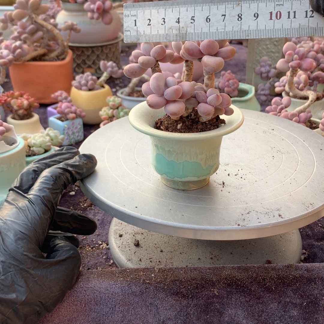 50号带盆偏远地区不包邮的