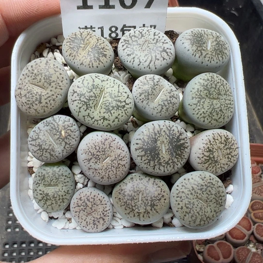 【闪购商品】1107……