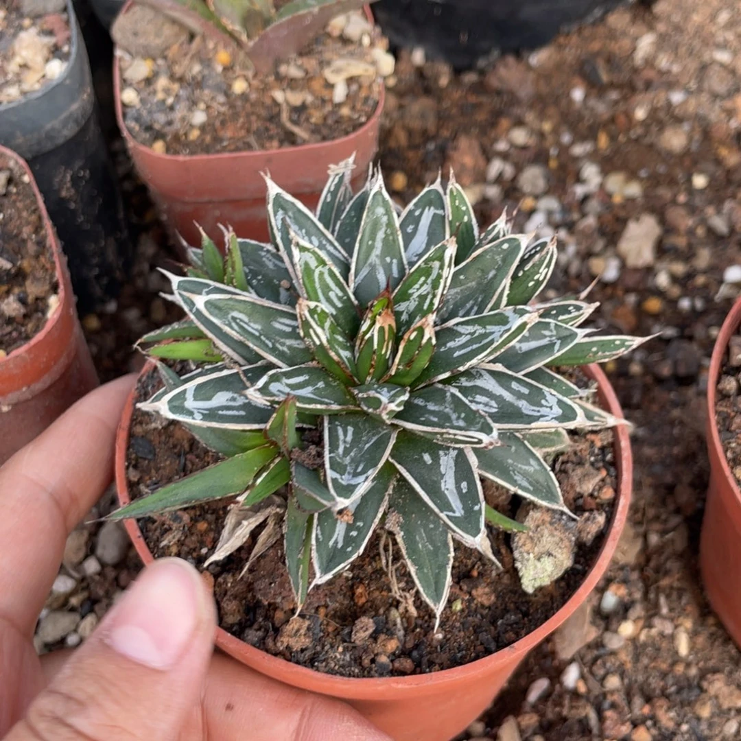 无花朵姬浓白龙舌兰