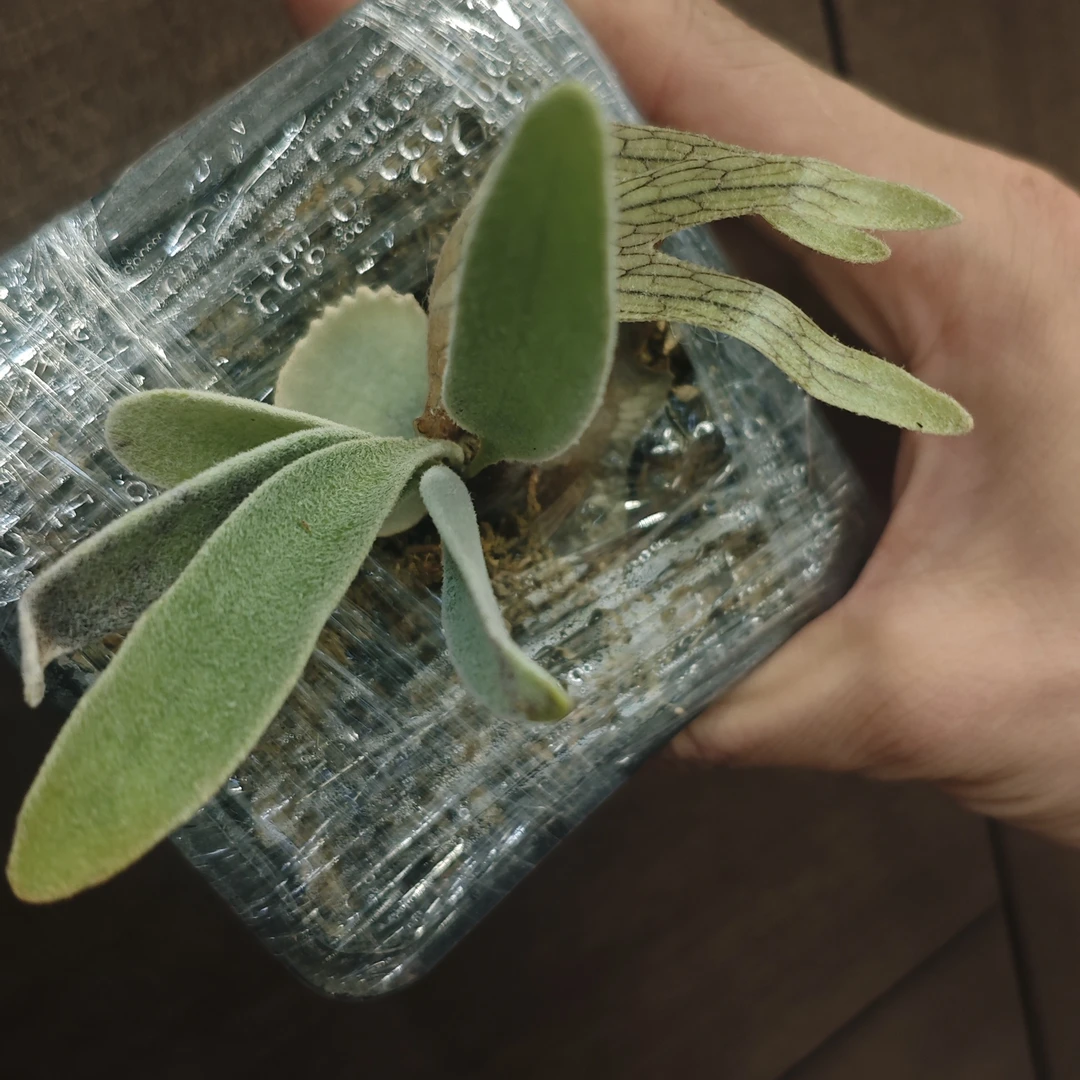 AR孢子苗一物一拍