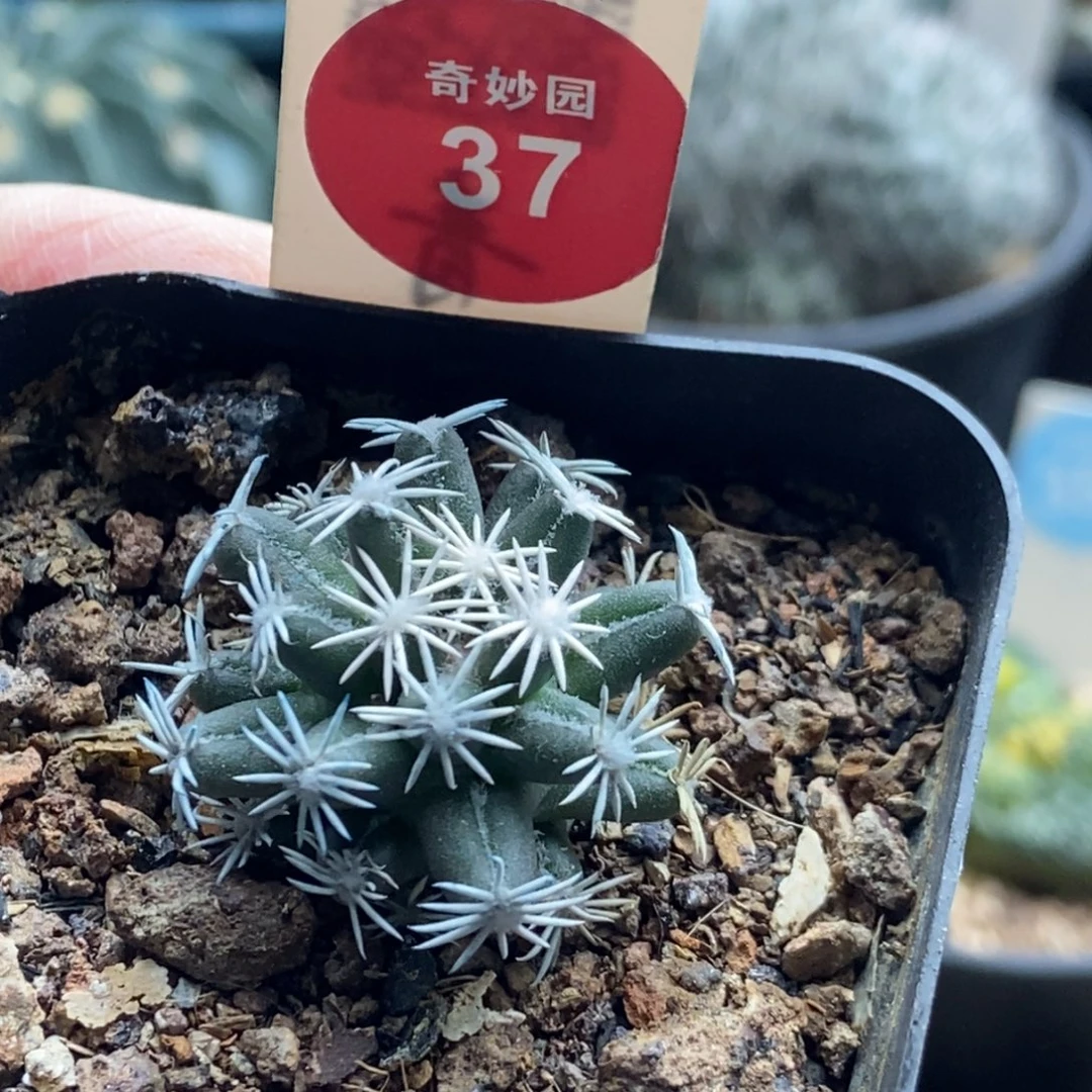 萝卜根孤月丸一颗仙人球