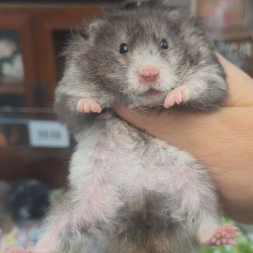 长毛卷毛黑波妹妹