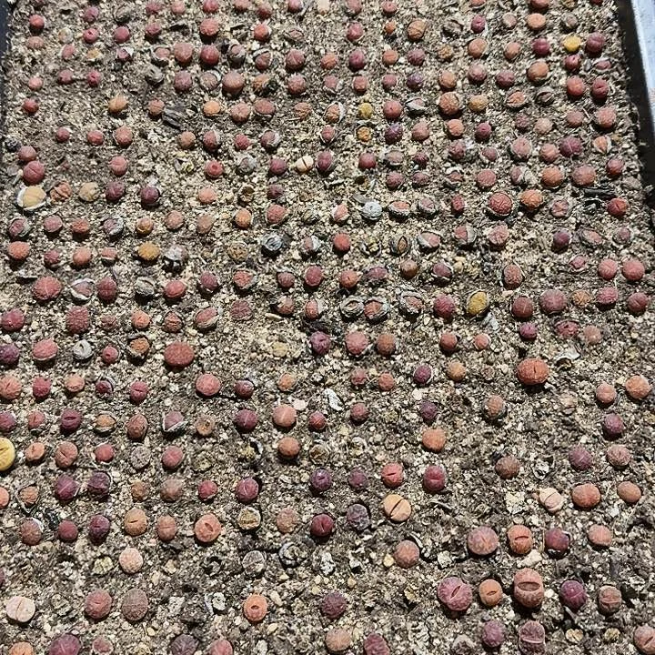 生石花11111。    736