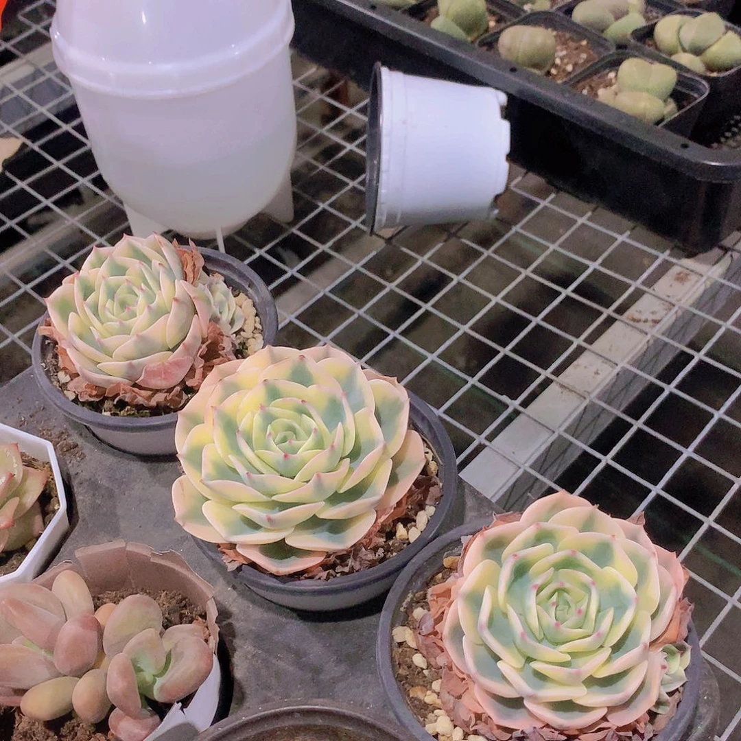 玉蝶锦8854777777788