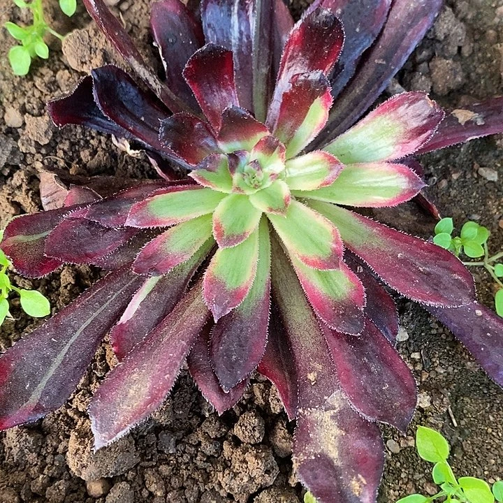 多肉植物保护研究所