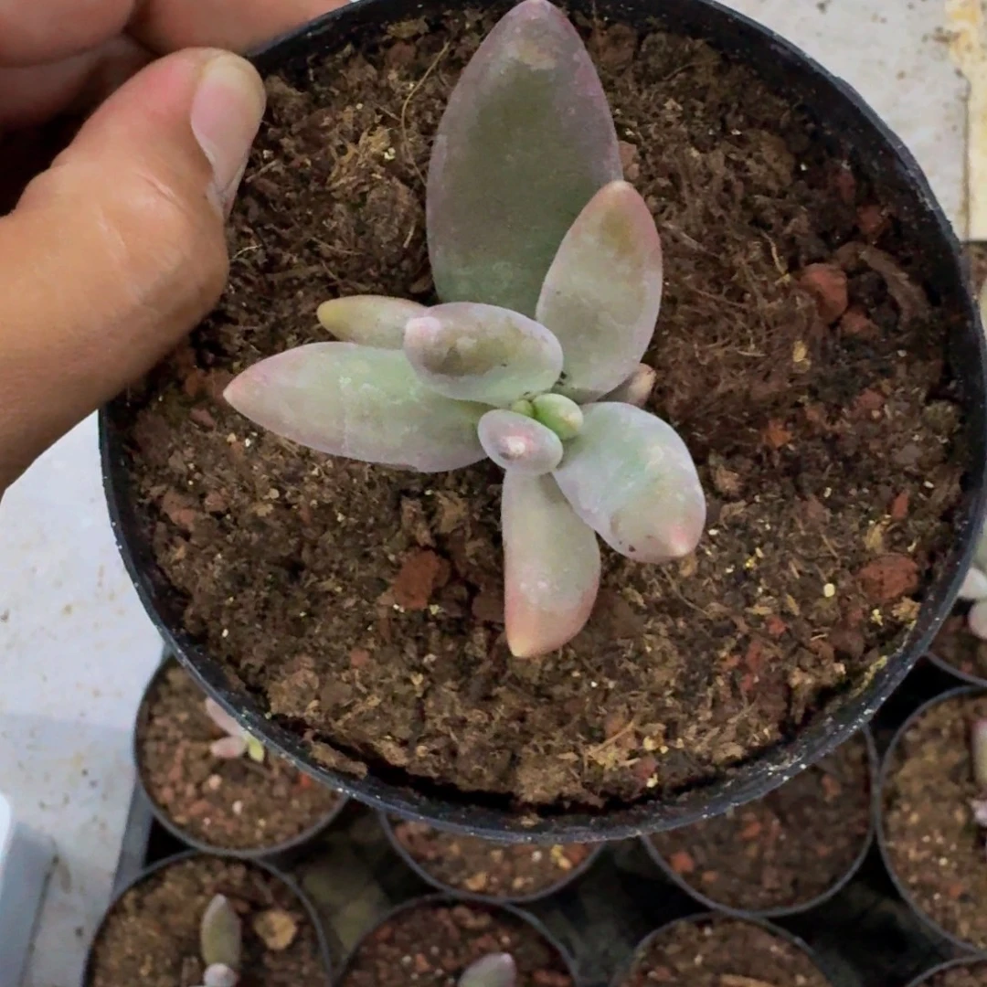 粒子星球 一物一拍