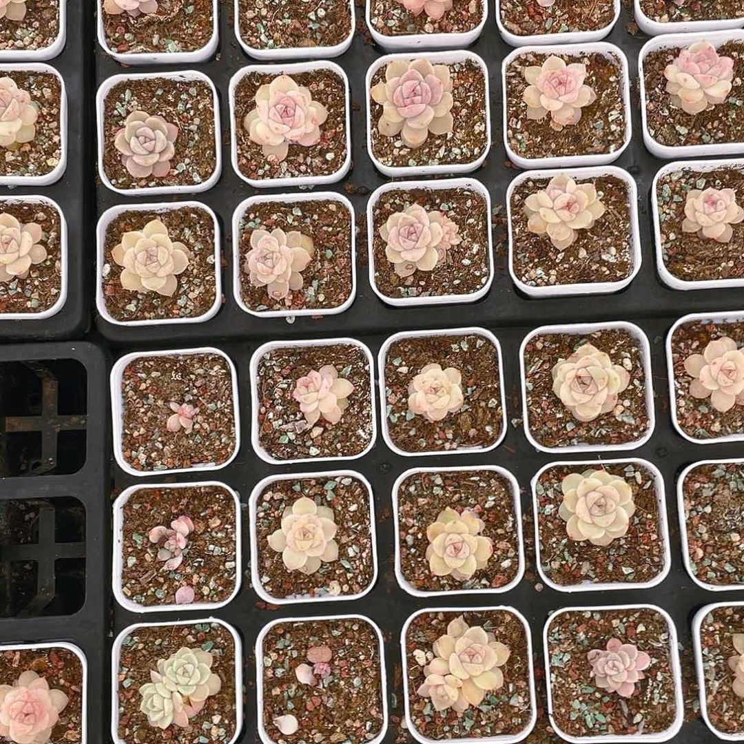 粉钻盆穴一个满25包邮