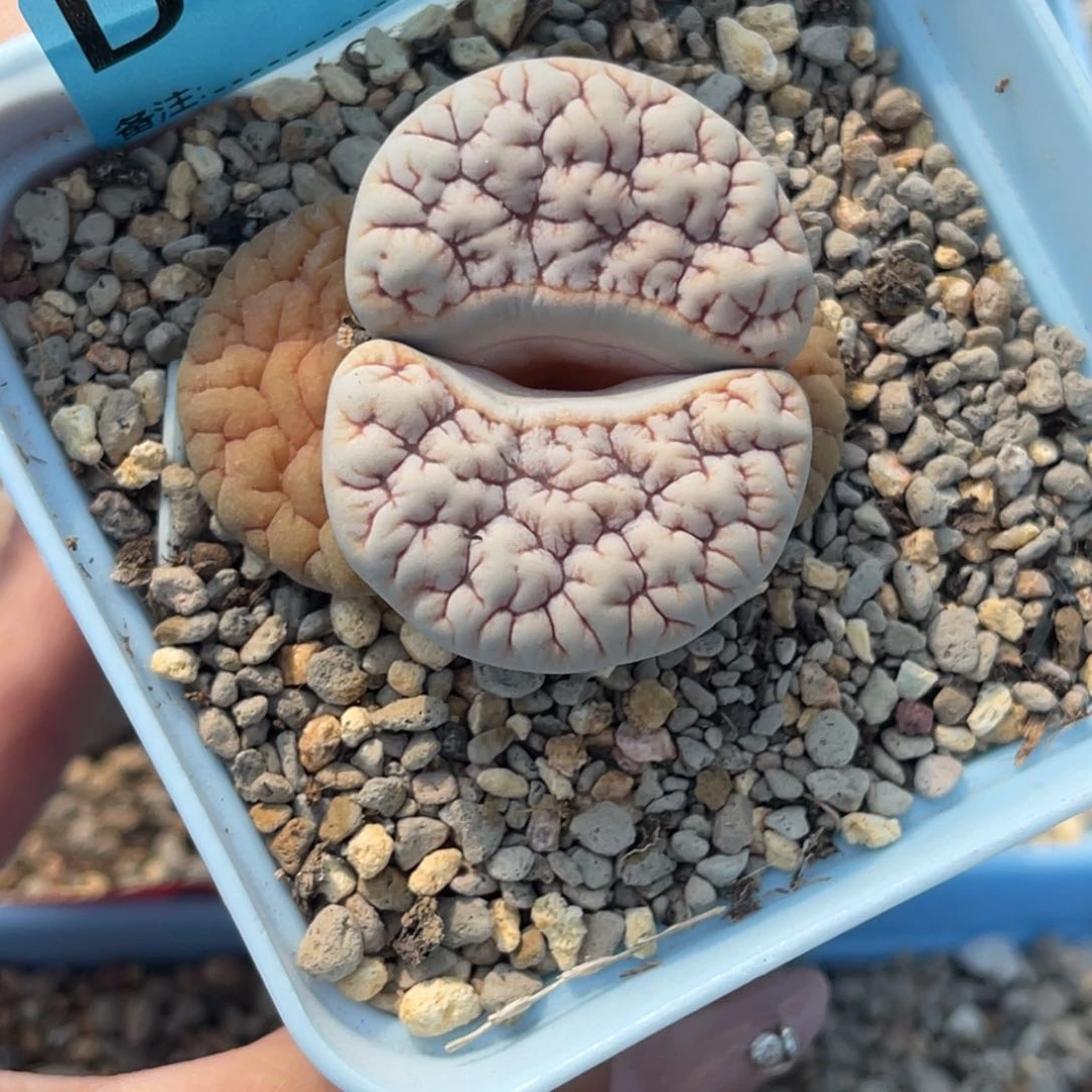 悟*1132大凹凸拿铁189一颗