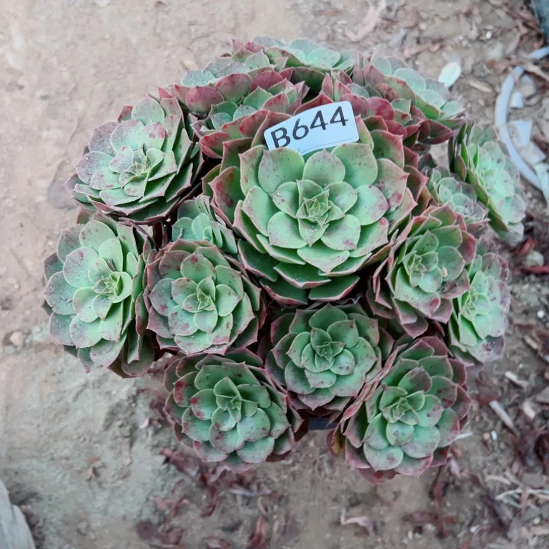 644万圣节法师多肉植物
