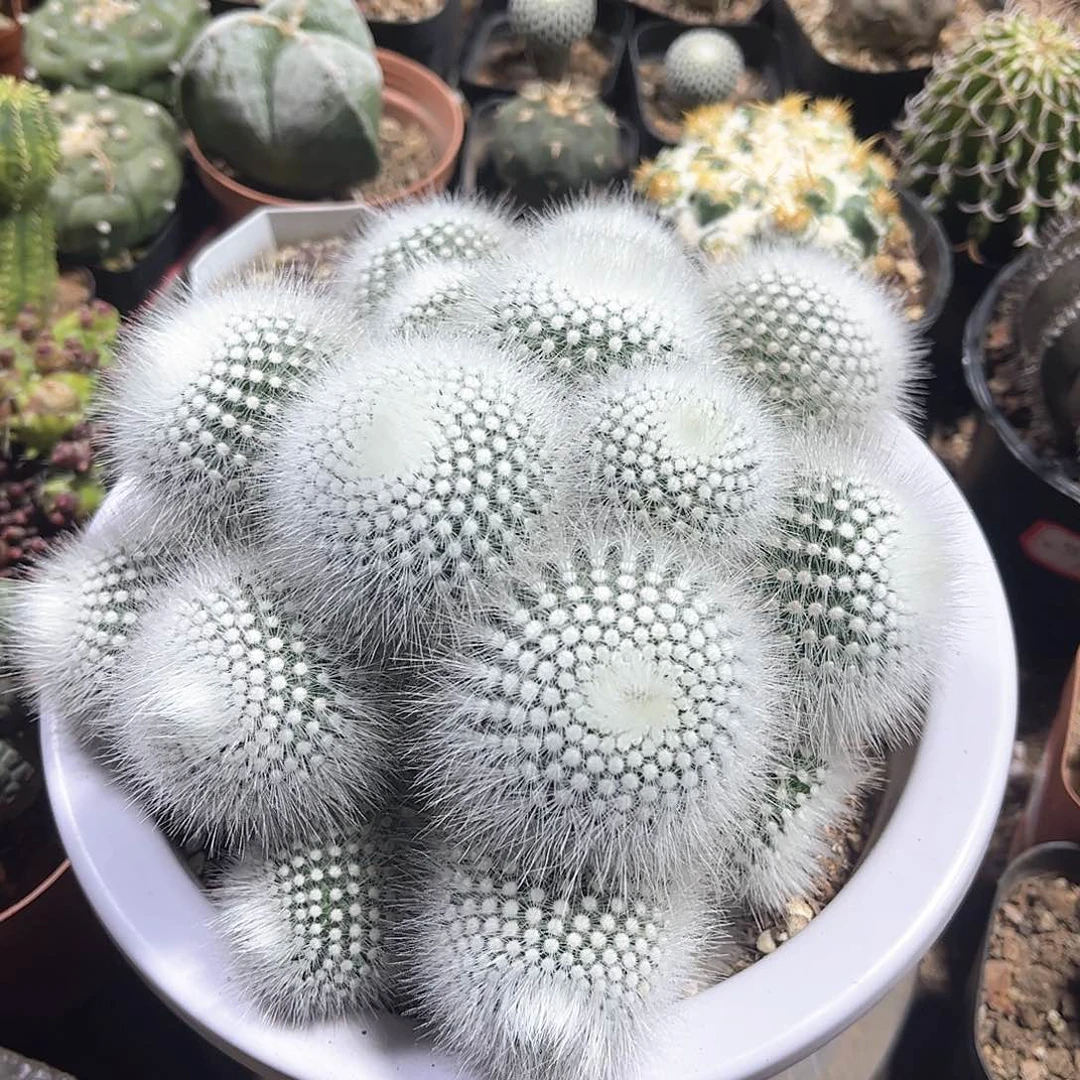 群生白小丁一一一一一一一一一