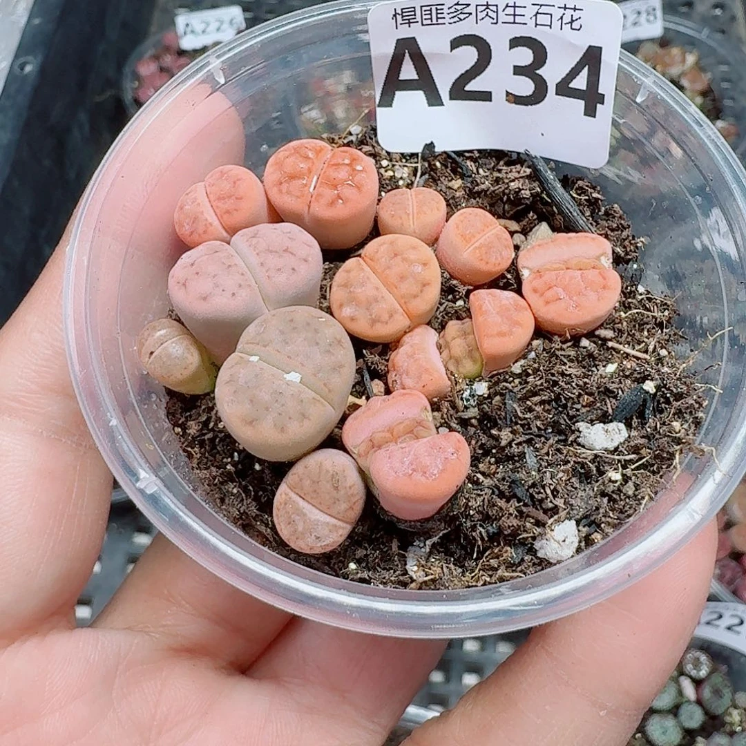 234多肉植物多肉植物