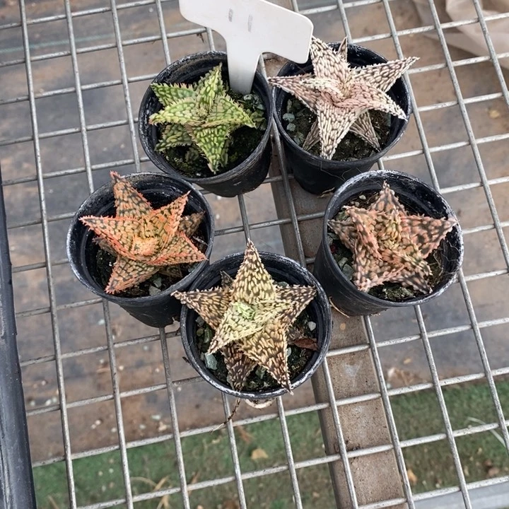 B***宝伯克利和格蕾纳等著名音乐