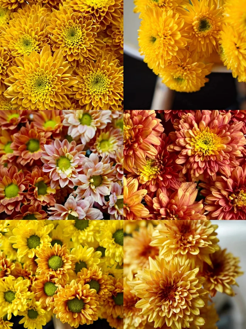 套餐17   黄橙混色小菊3支+奶油黄色吸色单瓣紫罗兰一把