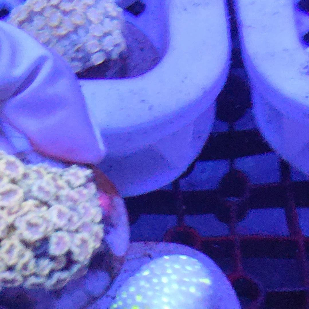 智海珊瑚不支持退货不包邮 接受下单