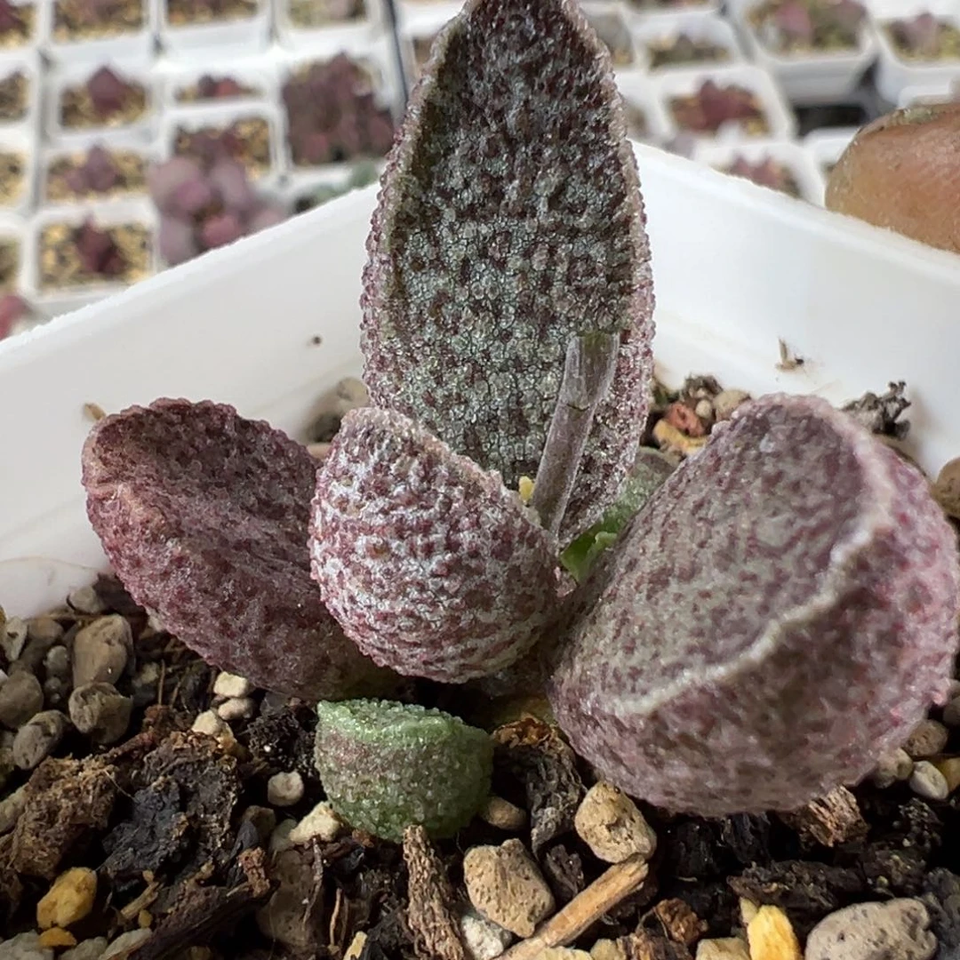 实生新品多肉植物水泡