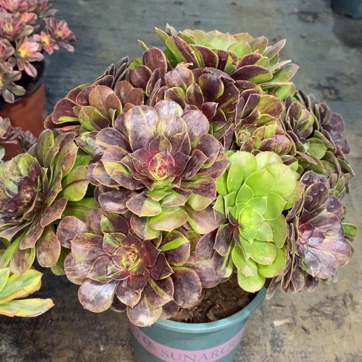 花月夜多肉植物2。