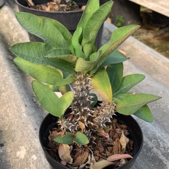 百***果完全开放绿宝石直播间一物一拍