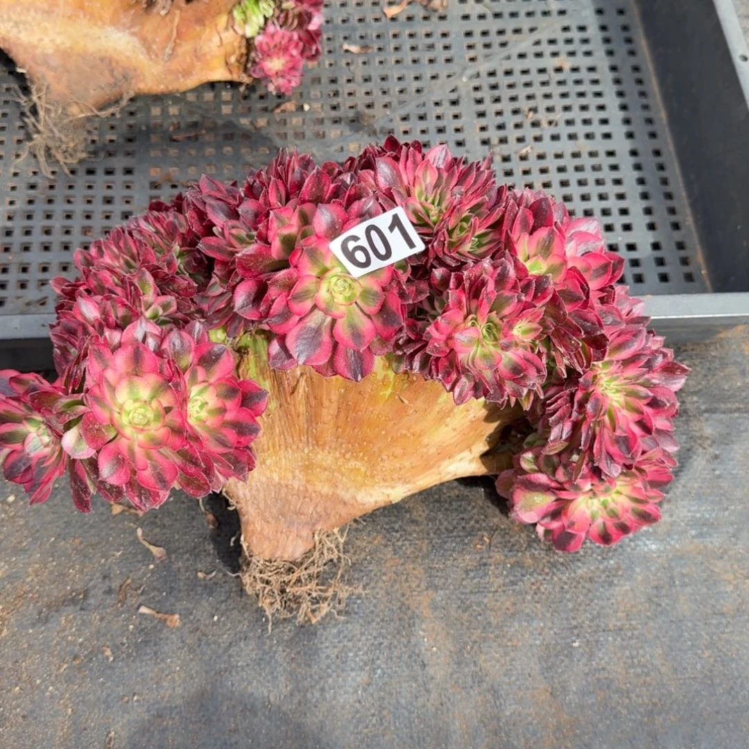 601多肉植物倾城缀