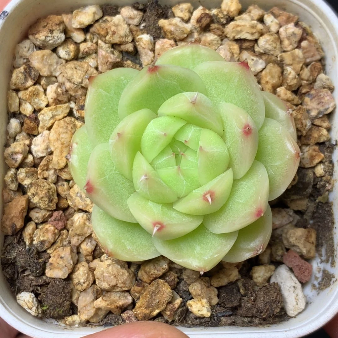 23 精品多肉一物一拍