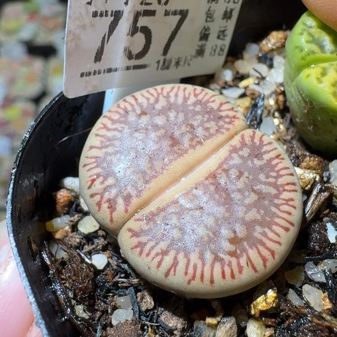 SSss精品清仓了757