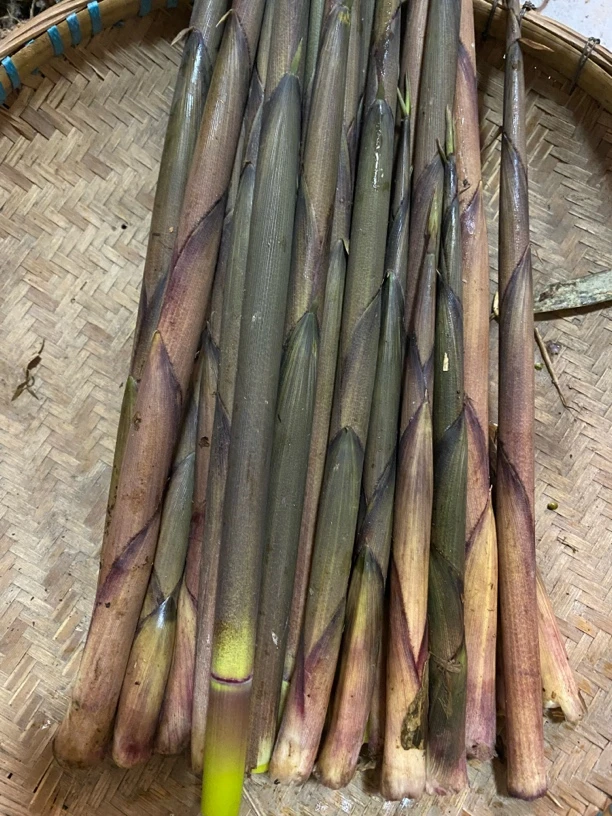 新鲜带壳春竹笋贵州特产当季春笋鲜嫩美味包邮