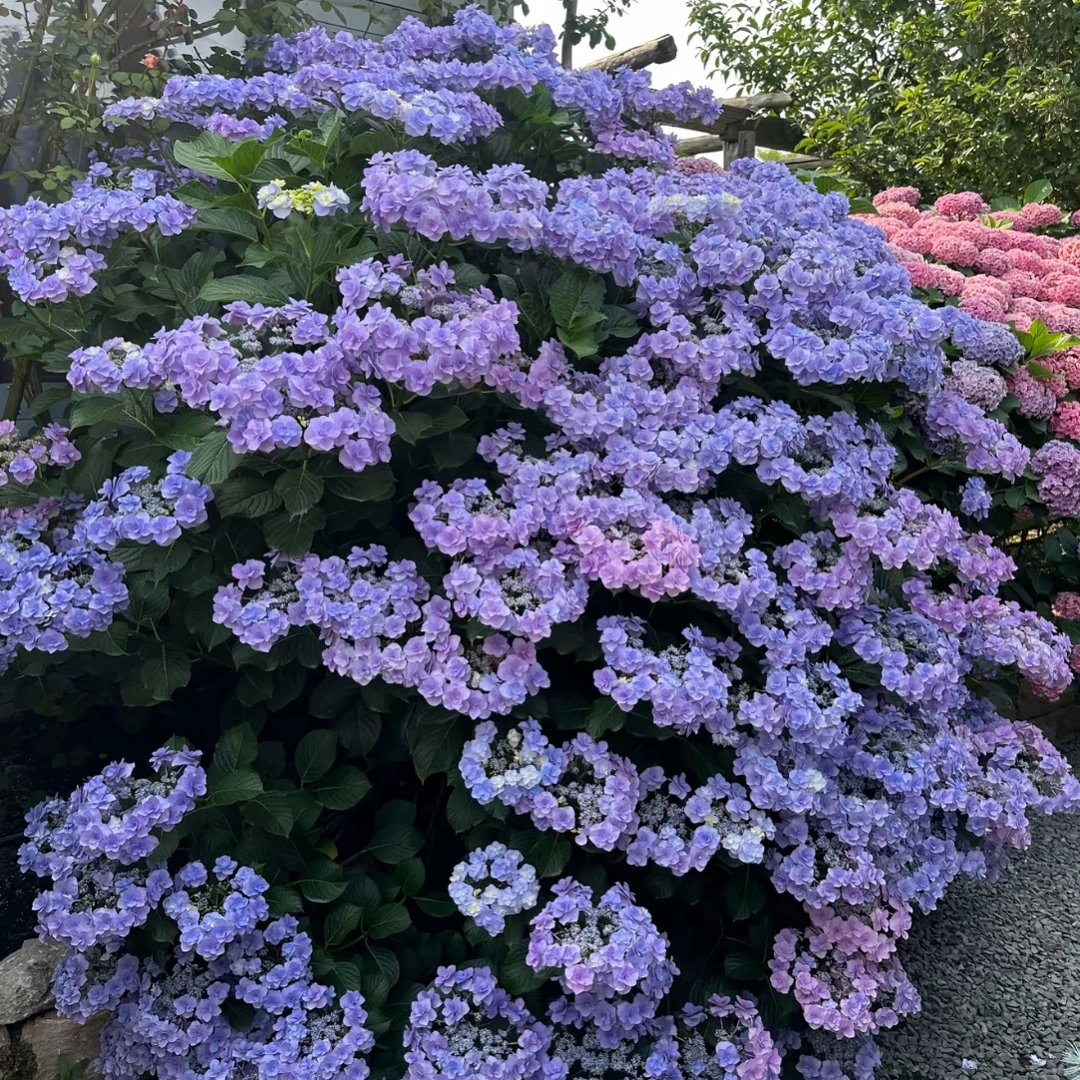 大花重瓣绣球头花阳台庭院多季开花花期超长