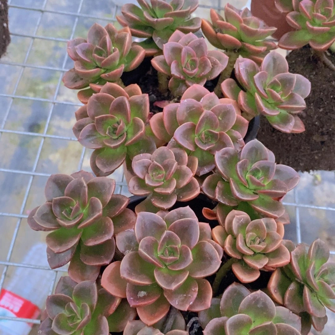 巧克力方砖整桩整群六头起发两盆