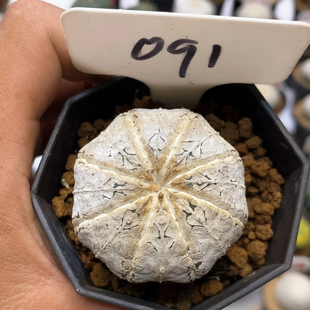 091福利特价咯特价咯
