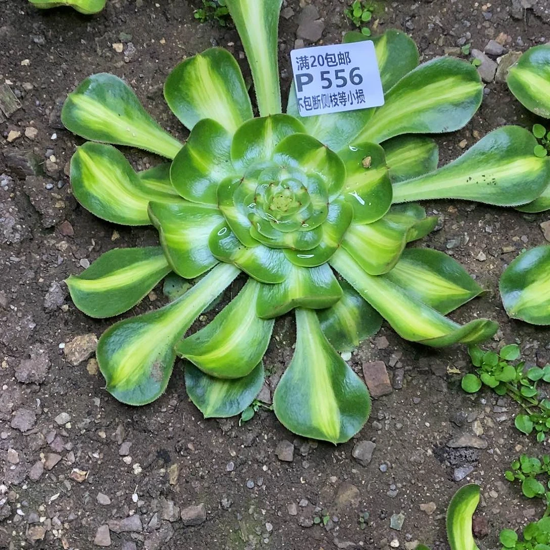 556暴君多肉叶片收到软榻