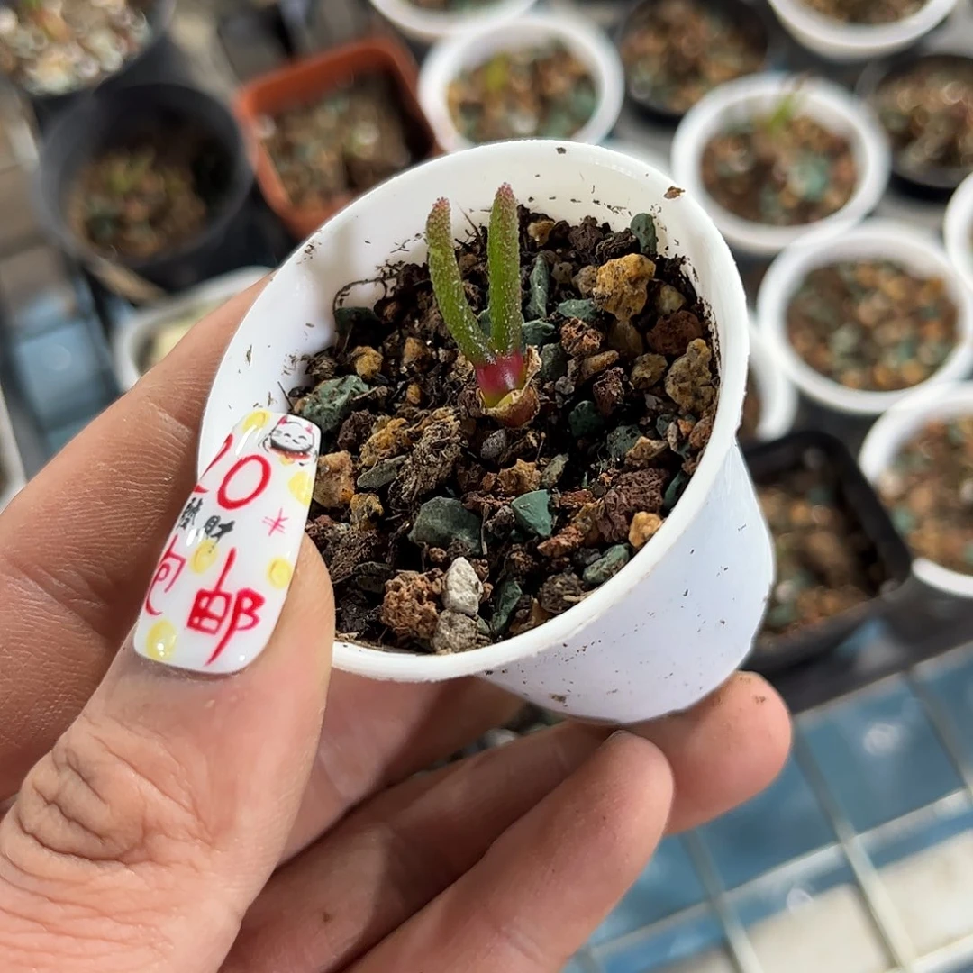 碧光环小兔子单头发货