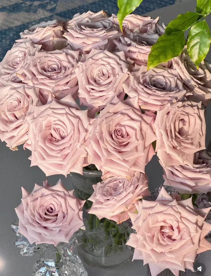 【陌上花开】甜蜜曼塔-稀有单头玫瑰（注意带包装醒花~）