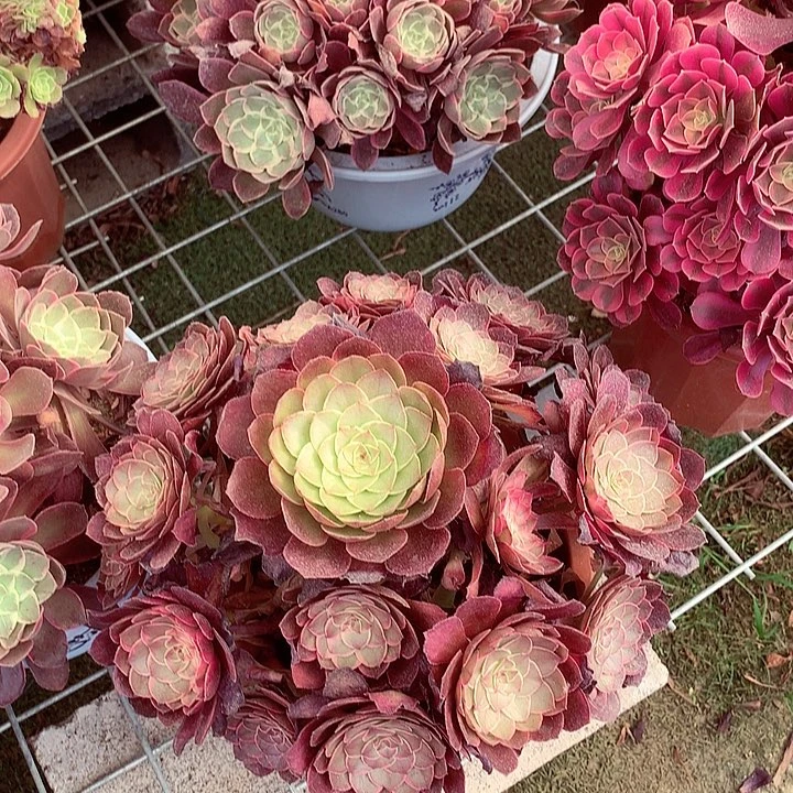 莲花座的，多肉植物