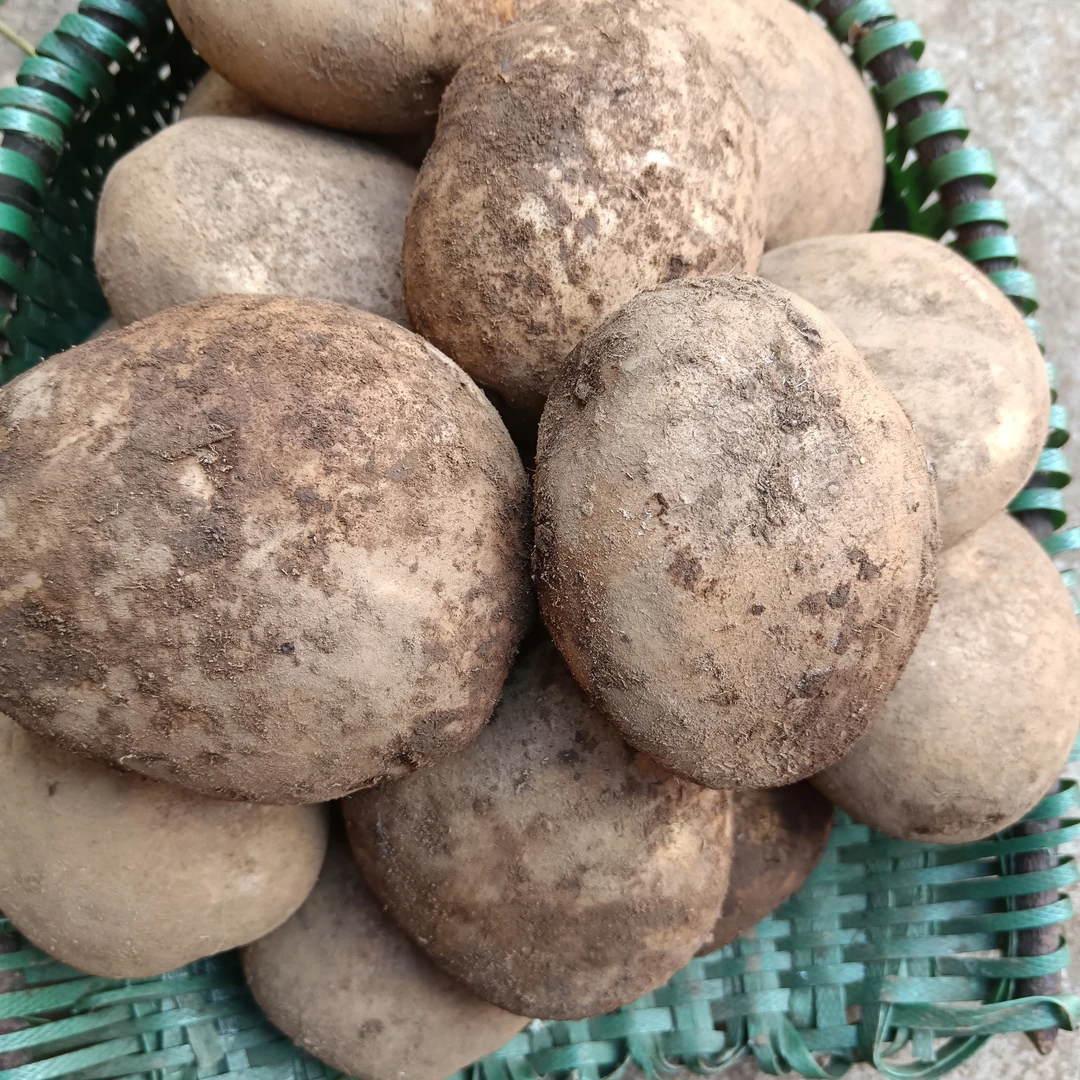 荞麦地会姐冬瓜洋芋