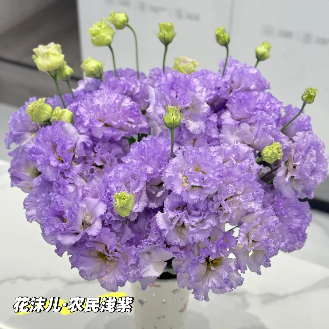【农民浅紫 洋桔梗】家用鲜花/花束   云南鲜花基地直发