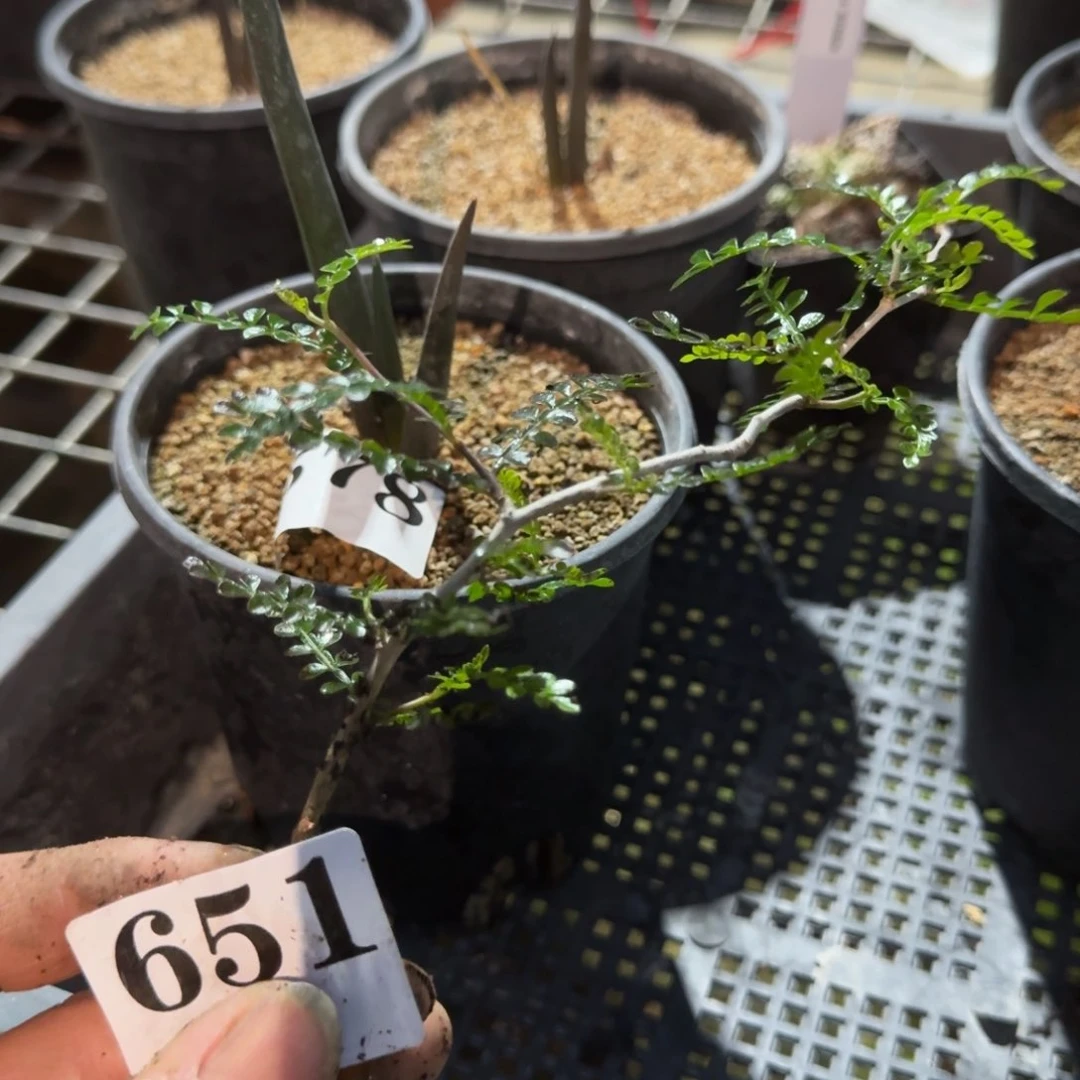 象足漆树扦插多肉植物