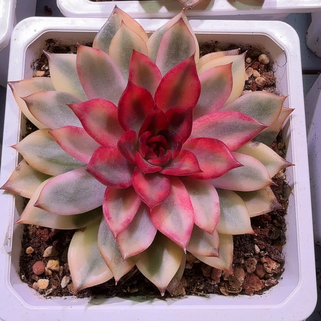火焰山锦，多肉植物