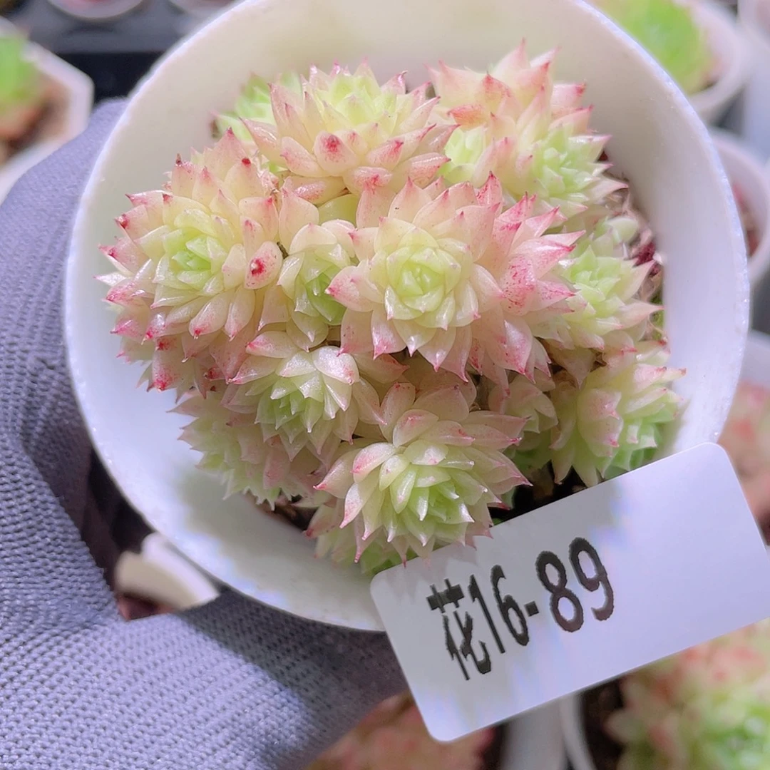 花利美16-89麦秆群