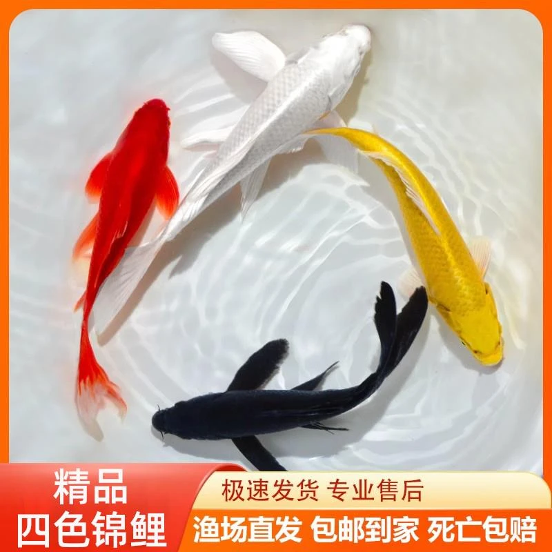 活体锦鲤冷水观赏鱼淡水好养耐活精品招财风水黄金锦鲤草金鱼宠物