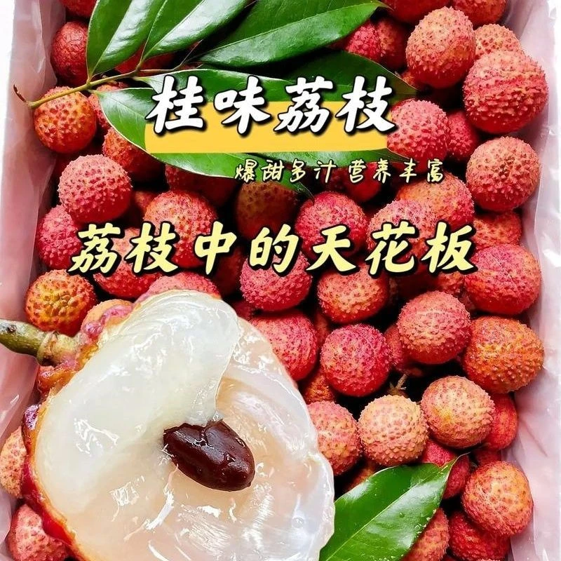 高州桂味荔枝新鲜现摘顺丰冷链发货包邮当季水果