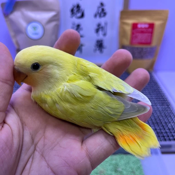 精品金头澳闪公K98603-桃面鹦鹉