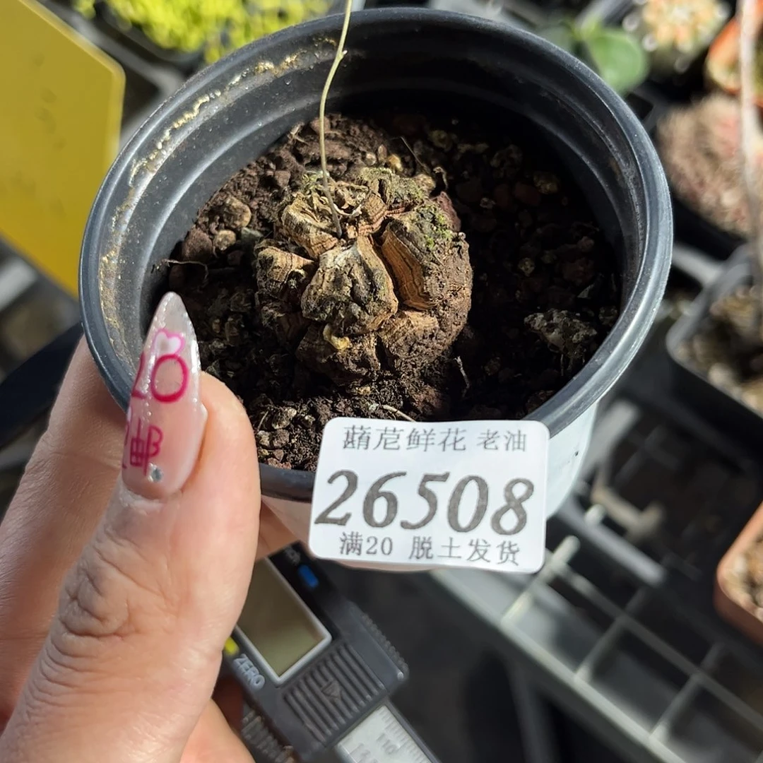 明**装26508一物一拍单头发货