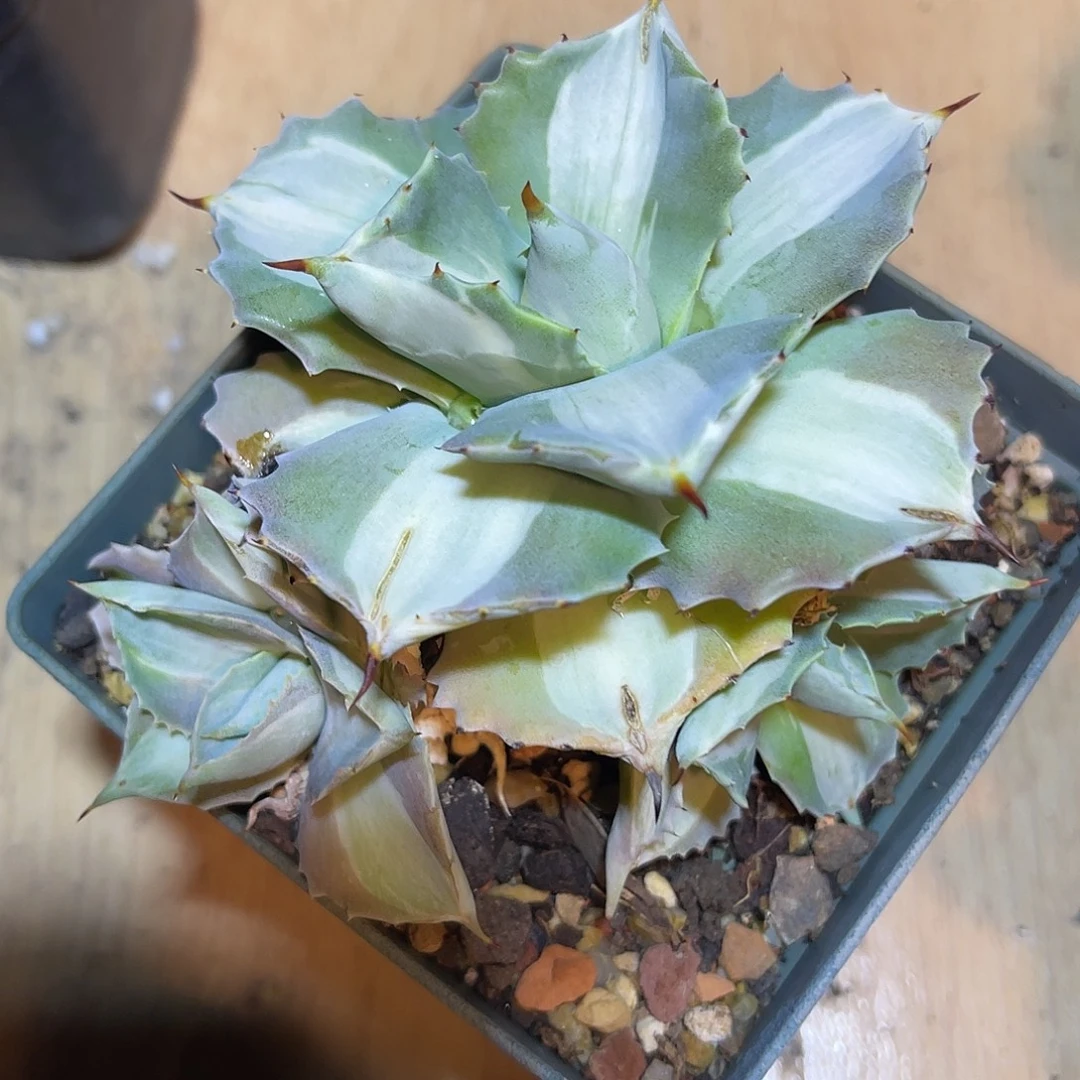 王妃雷神白中斑龙舌兰